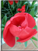 foto Tulipani